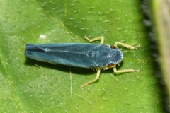 Cicadellinae