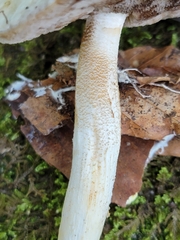 Leccinellum albellum