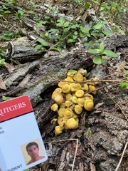 Physalacriaceae
