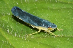 Cicadellinae