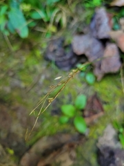 Juncus tenuis