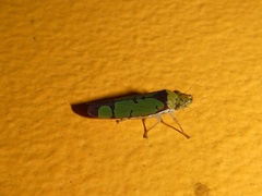 Paraulacizes panamensis