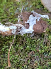 Leccinellum albellum