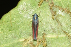 Cicadellinae