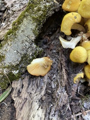 Physalacriaceae