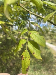 Malus sylvestris
