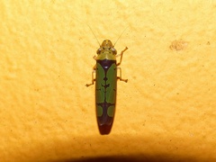 Paraulacizes panamensis