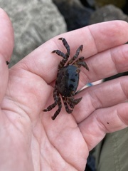 Hemigrapsus sanguineus