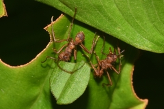 Acromyrmex