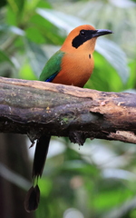 Baryphthengus martii