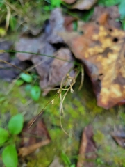Juncus tenuis