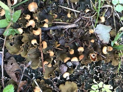 Peltigera horizontalis