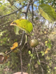 Malus sylvestris