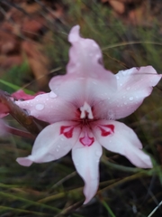 Gladiolus carneus
