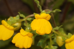Calceolaria