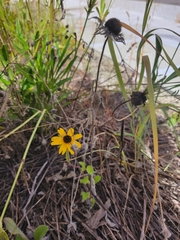 Rudbeckia hirta