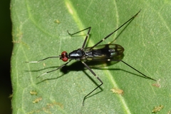 Rainieria