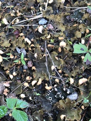 Peltigera horizontalis