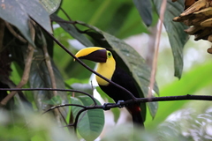 Ramphastos ambiguus