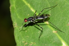 Rainieria