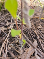 Rudbeckia hirta