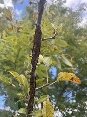 Malus sylvestris