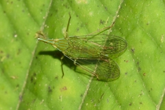Dictyopharinae