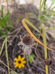 Rudbeckia hirta