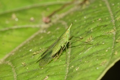 Dictyopharinae