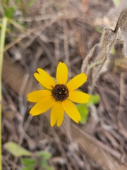Rudbeckia hirta