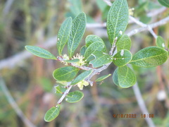 Forestiera segregata