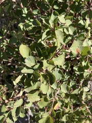 Amelanchier utahensis