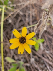 Rudbeckia hirta