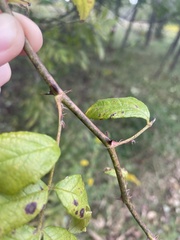 Malus sylvestris