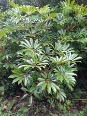 Schefflera