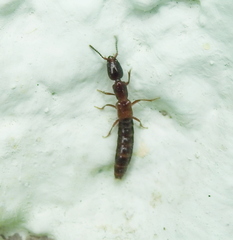 Xantholinus