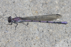 Argia tonto