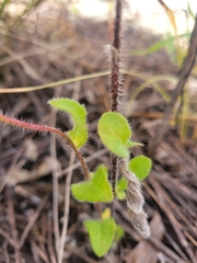 Rudbeckia hirta