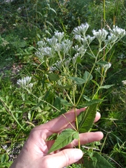 Eupatorium godfreyanum
