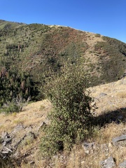 Amelanchier utahensis