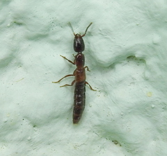 Xantholinus