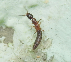 Xantholinus