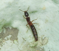 Xantholinus