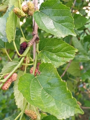 Morus nigra