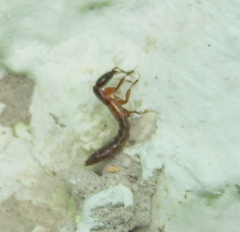 Xantholinus