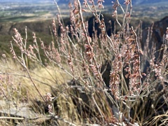 Eriogonum racemosum