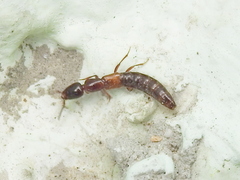 Xantholinus