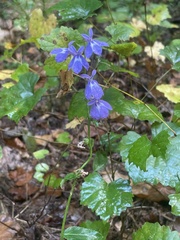 Lobelia