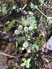 Cladonia fimbriata