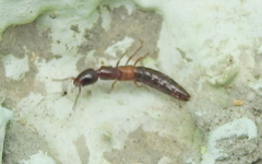 Xantholinus